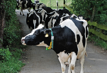 Tiere_Hof_Willms